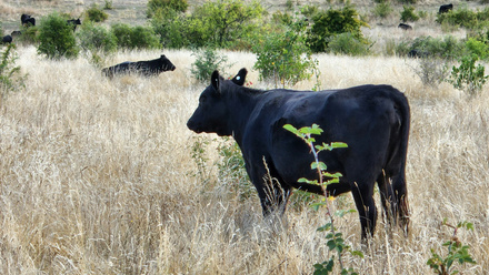 Cow farm australia.jpg